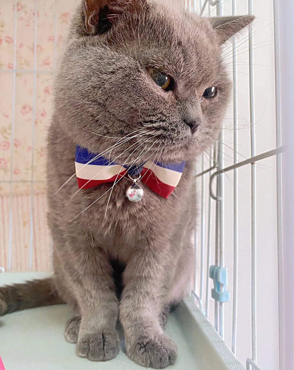 Cat Bow Tie Collar – Adjustable with Bell for Holidays & Photos