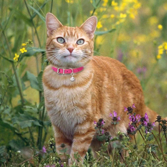 Soft Leather Cat Collar with Bell – Adjustable & Safe