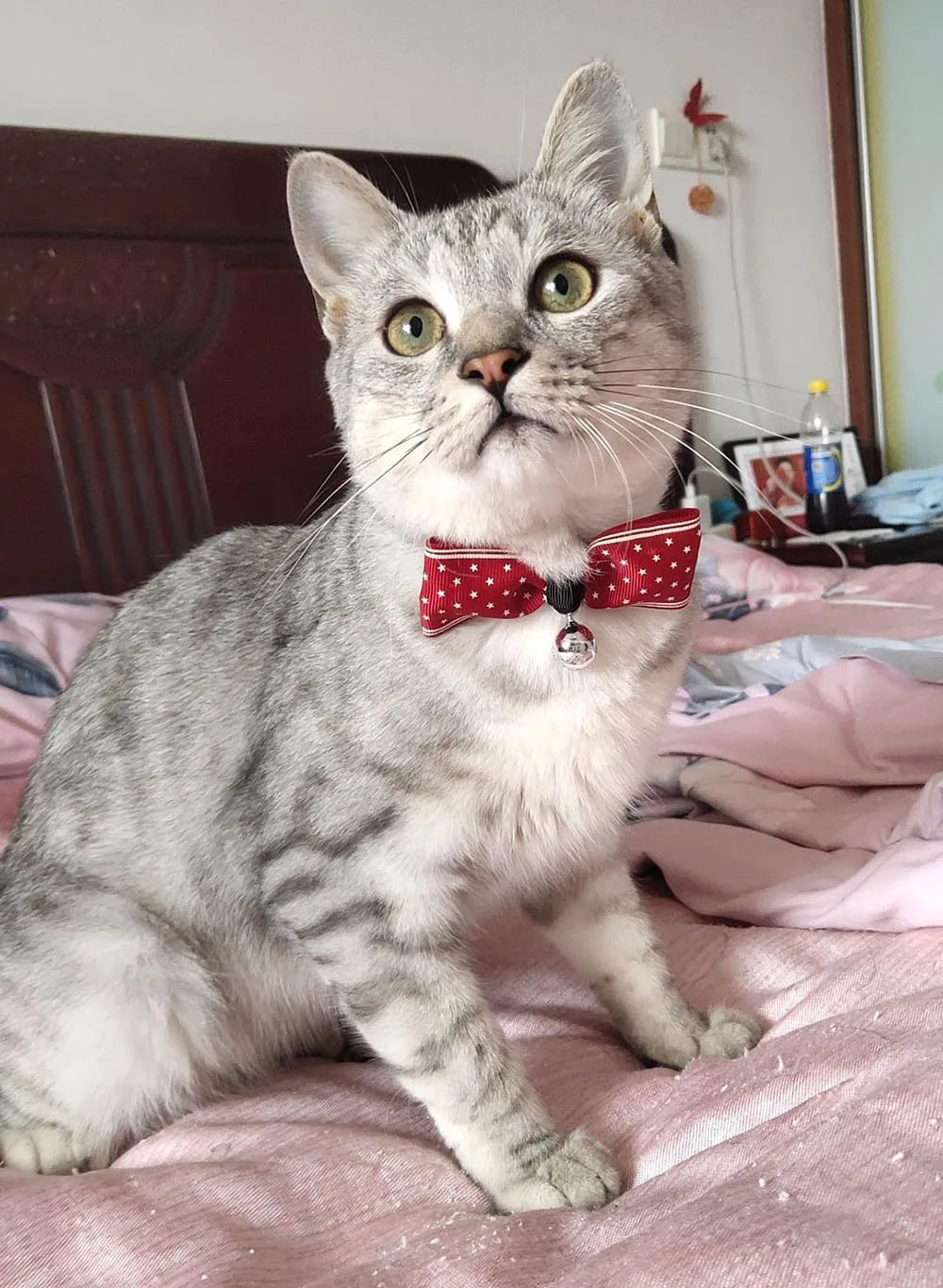 Cat Bow Tie Collar – Adjustable with Bell for Holidays & Photos