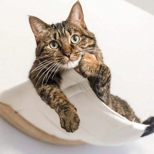 Wall-Mounted Cat Hammock Bed & Perch