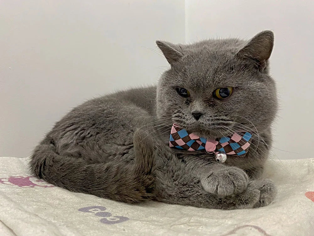 Cat Bow Tie Collar – Adjustable with Bell for Holidays & Photos